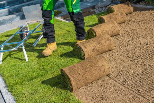 Building New Natural Grass Turfs Lawn. Professional Landscaper Installing Fresh Turfs.